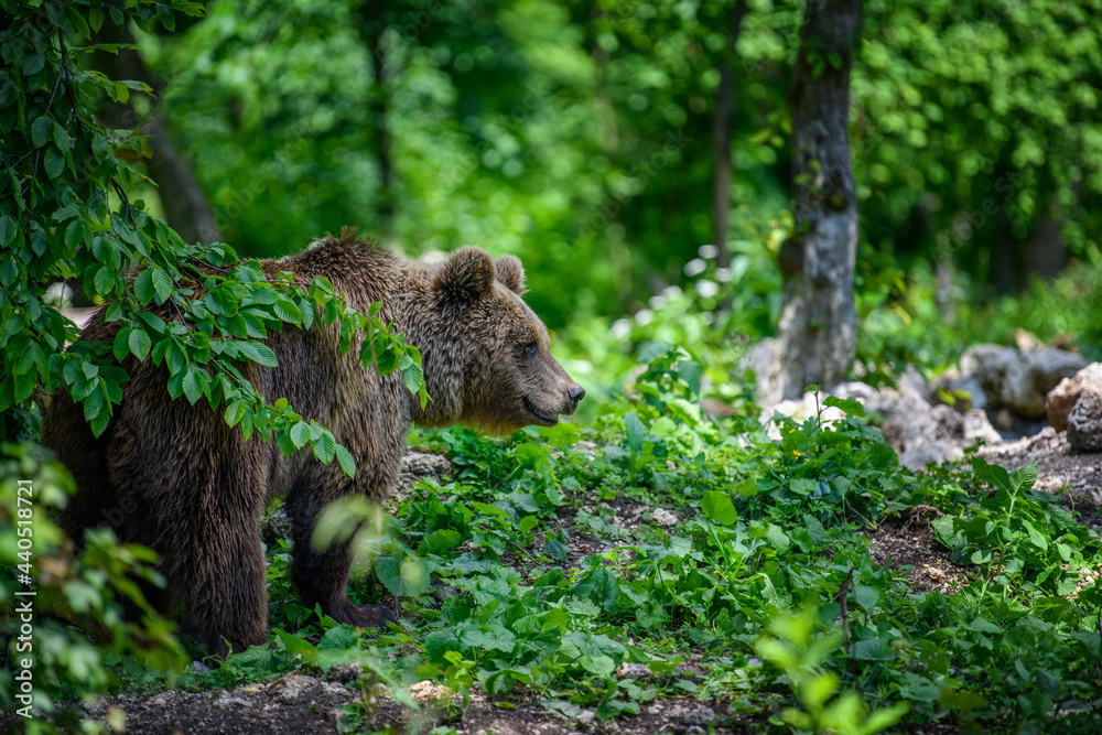 Wild Brown Bear in the summer forest. Animal in natural habitat. Wildlife scene Wild Brown Bear in the summer forest. Animal in natural habitat. Wildlife scene