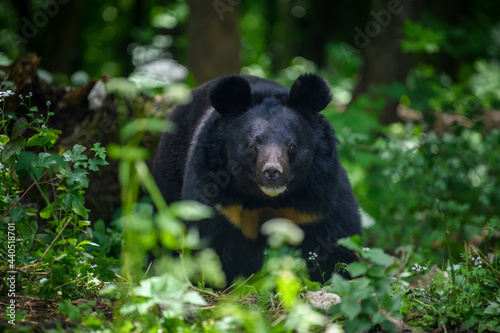 Cuadro en lienzo Asiatic black bear (Ursus thibetanus) in summer forest