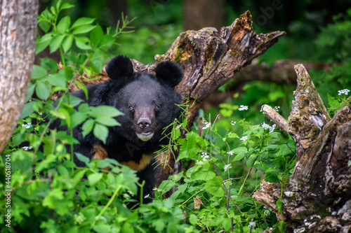 Asiatic black bear (Ursus thibetanus) in summer forest. Wildlife scene from nature