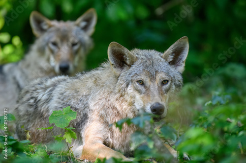 Two Wolf in summer forest. Wildlife scene from nature