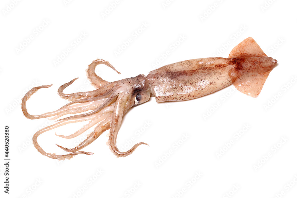 Fresh squid isolated on white back ground Fresh squid isolated on white back ground