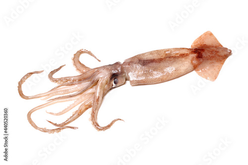  Fresh squid isolated on white back ground 