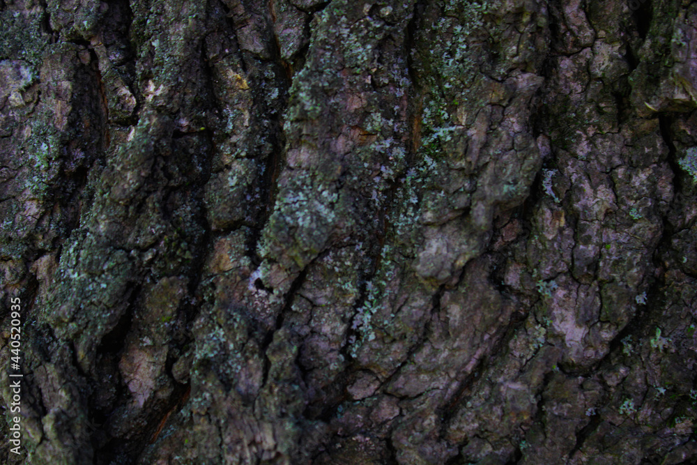 tree bark texture tree bark texture