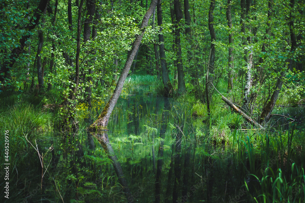 Bagno w gęstym zielonym lesie w Polsce - obrazy, fototapety, plakaty 