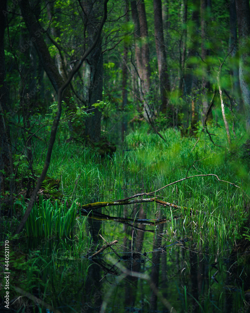 Gęsty zielony las wczesną wiosną - obrazy, fototapety, plakaty 