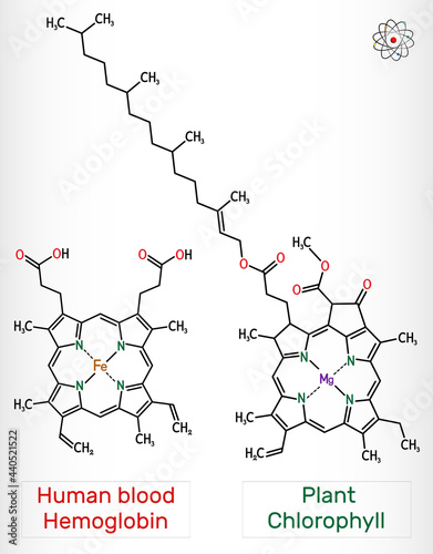 Plant Chlorophyll and human blood Hemoglobin (Heme B, haem B) molecule. Skeletal chemical formula.