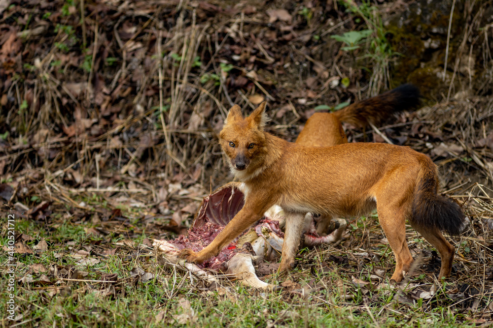 Indian Wild Dog aka Dhole Indian Wild Dog aka Dhole