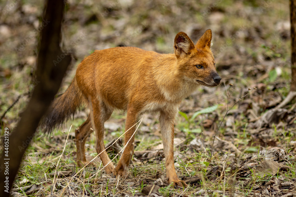Fototapeta premium Indian Wild Dog aka Dhole