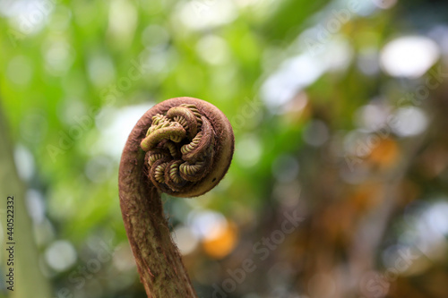 Young Cyathea Lepifera or Flying Spider-monkey tree fern.
