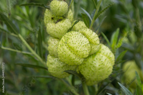 Gomphocarpus physocarpus, commonly known as hairy balls, balloonplant, balloon cotton-bush, bishop's balls, nailhead, or swan plant, is a species of milkweed. photo