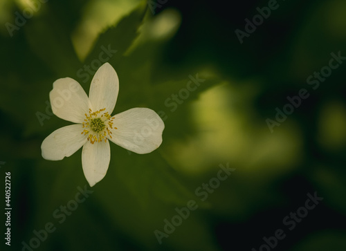 white flower on green