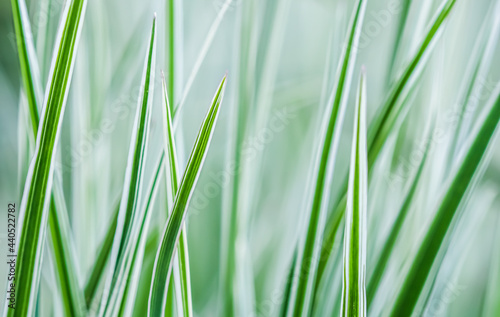 Decorative green and white striped grass. Arrhenatherum elatius bulbosum variegatum. Soft focus. Natural background. photo