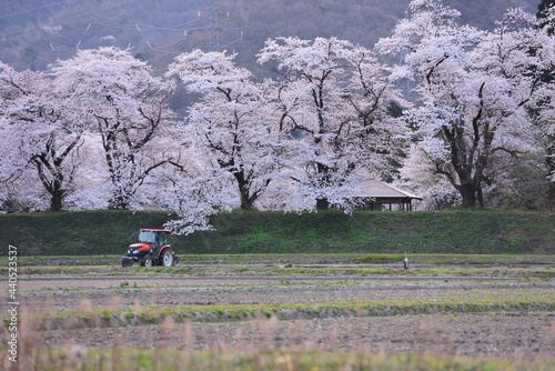 桜と農作業