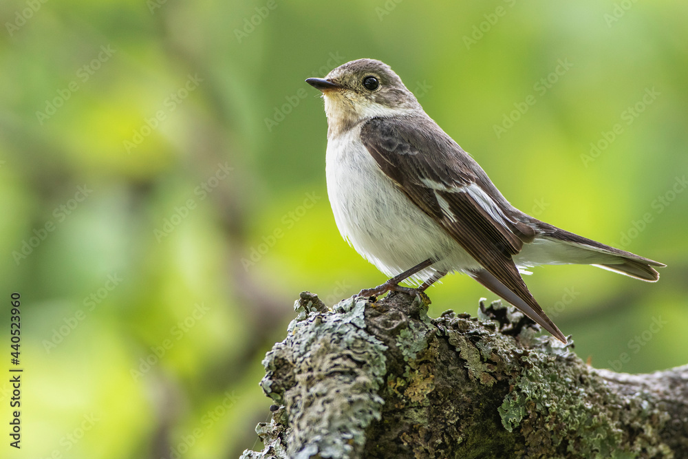 Halsbandschnäpper (Ficedula albicollis) Weibchen