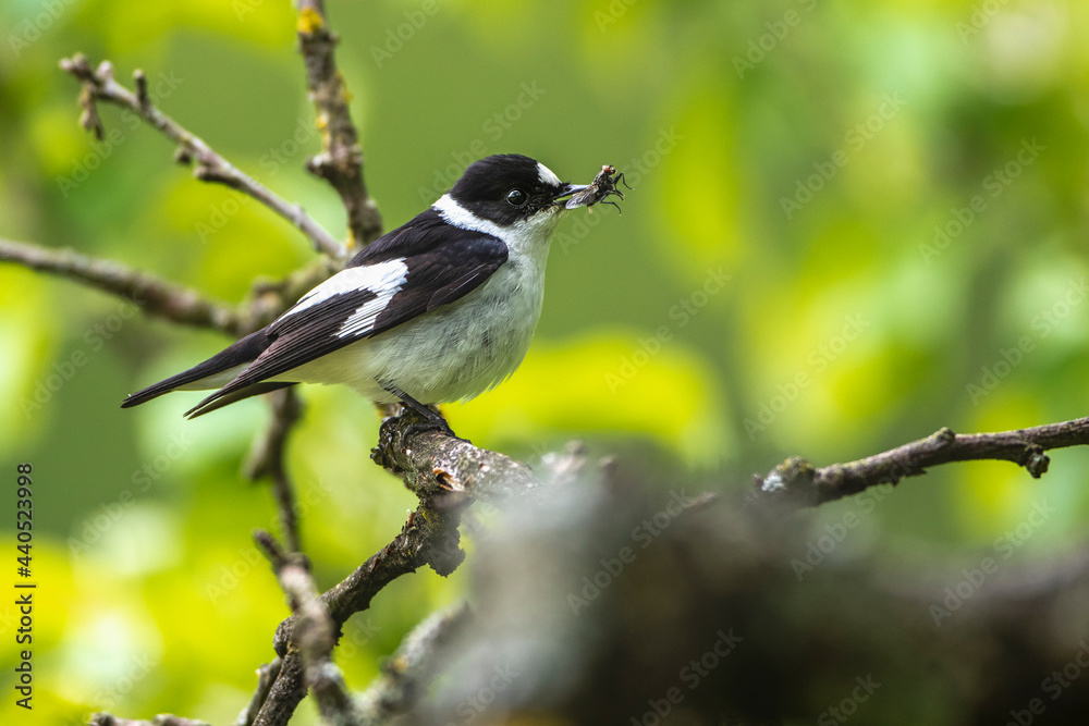 Halsbandschnäpper (Ficedula albicollis) Männchen Halsbandschnäpper (Ficedula albicollis) Männchen