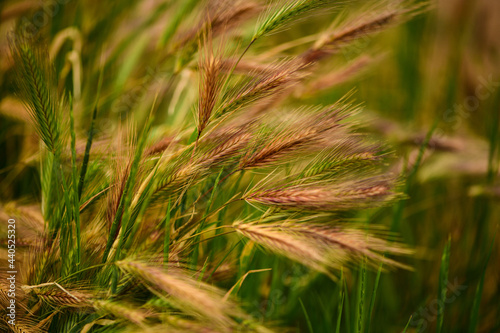 Golden ears of wheat close-up, a field of ripening wheat on a sunny summer day.