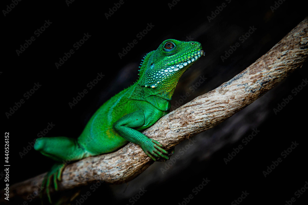 Fototapeta premium green lizard on a leaf