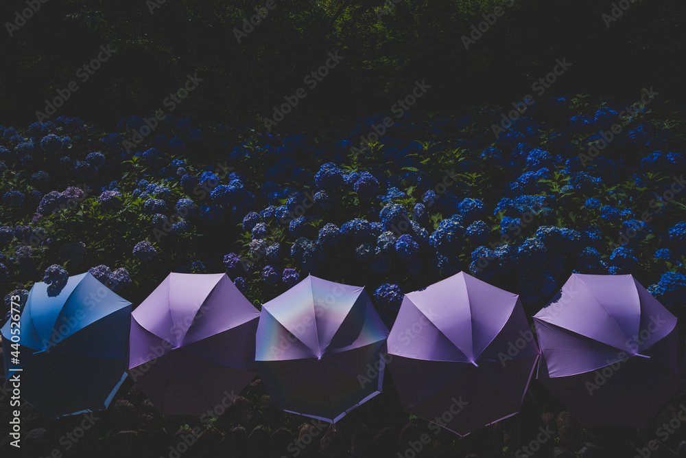 梅雨に咲く紫陽花と綺麗な傘 梅雨に咲く紫陽花と綺麗な傘