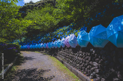 梅雨に咲く紫陽花と綺麗な傘