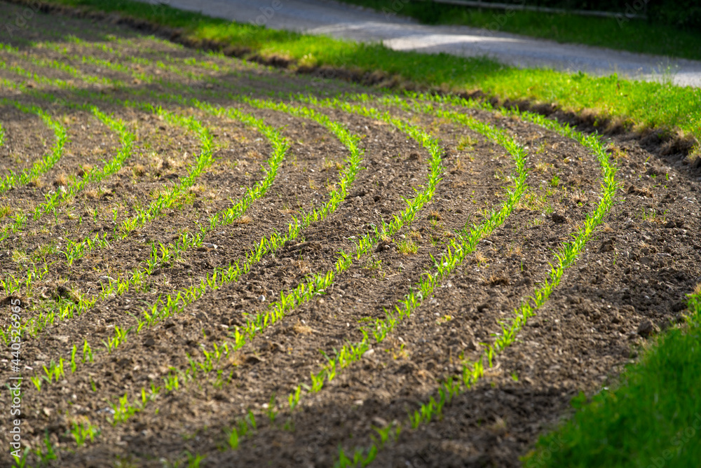Close-up of agriculture field on a sunny summer morning at local mountain Uetliberg canton Zurich. Photo taken June 18th, 2021, Zurich, Switzerland. Close-up of agriculture field on a sunny summer morning at local mountain Uetliberg canton Zurich. Photo taken June 18th, 2021, Zurich, Switzerland.