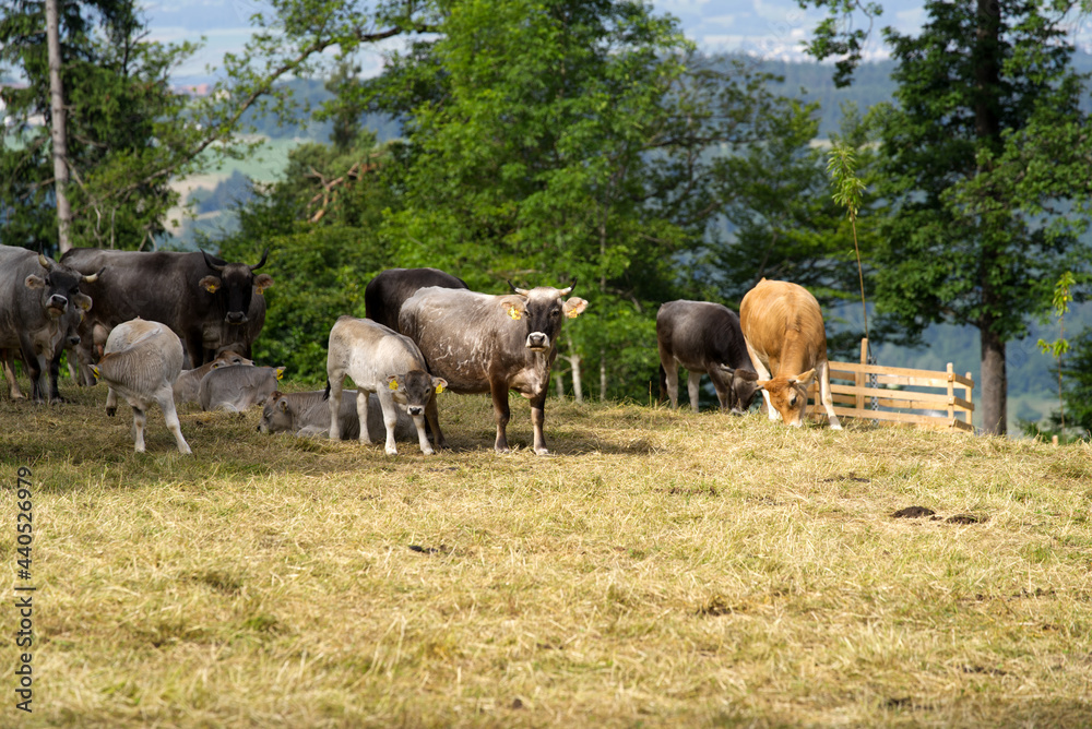 Horned cows on meadow at local mountain Uetliberg canton Zurich on a sunny summer day. Photo taken June 18th, 2021, Zurich, Switzerland. Horned cows on meadow at local mountain Uetliberg canton Zurich on a sunny summer day. Photo taken June 18th, 2021, Zurich, Switzerland.
