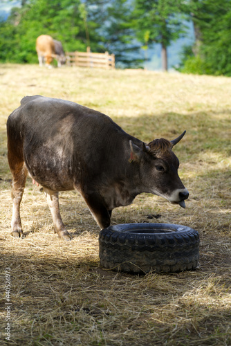 Horned cow on meadow drinking water at local mountain Uetliberg canton Zurich. Photo taken June 18th, 2021, Zurich, Switzerland.