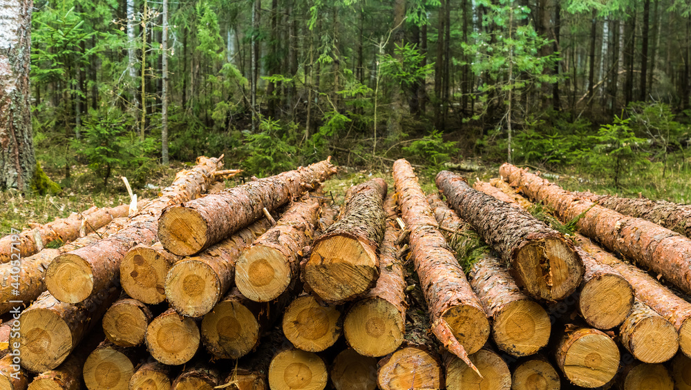 logs piled up in the forest. Fresh logs. The thinning of the forest. the logging timber wood industry.