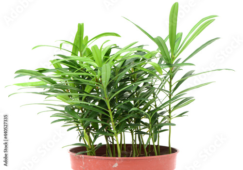 home plant in pot on white background photo
