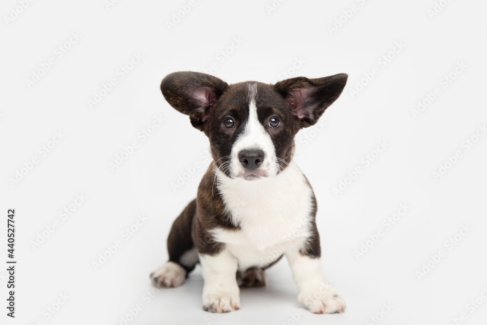 Welsh corgi cardigan cute fluffy puppy dog sitting on a white background with copy space. funny cute animals