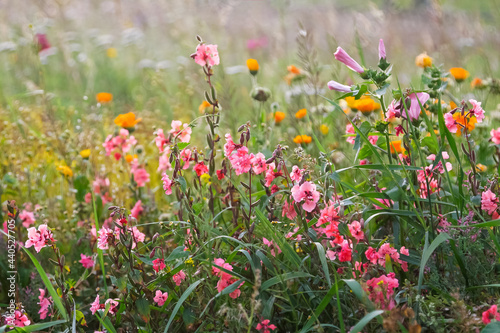 Magic picture beautiful unusual flowers in light rays. Photography with fantastic effect of bright cosmic flower field