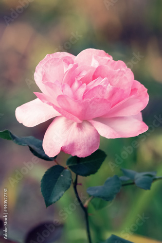 Beautiful rose flower in the garden. Rose flowers on the background blurry pink roses flower in the garden of roses
