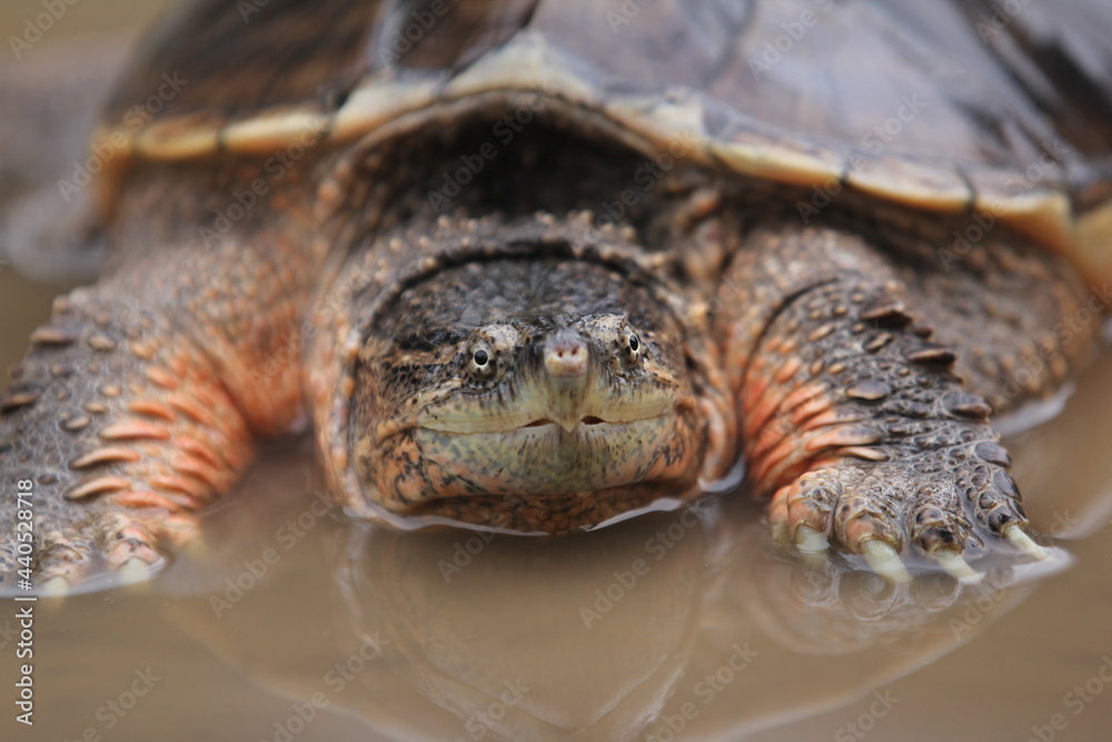 The common snapping turtle is a species of large freshwater turtle The common snapping turtle is a species of large freshwater turtle
