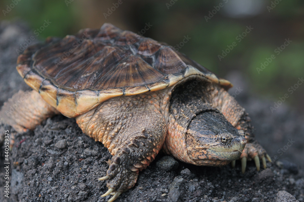 The common snapping turtle is a species of large freshwater turtle The common snapping turtle is a species of large freshwater turtle