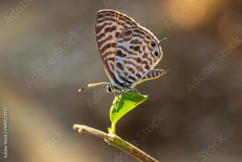 Close up of a butterfly on a green leaf in fresh morning with beautiful bokeh. (Leptotes plinius, Zebra Blue or Plumbago Blue). Spring summer nature background concept, Abstract blurred background.
