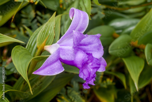 Large-flowered Sobralia (Sobralia macrantha) in Mombacho Volcano Nature Reserve, Nicaragua photo