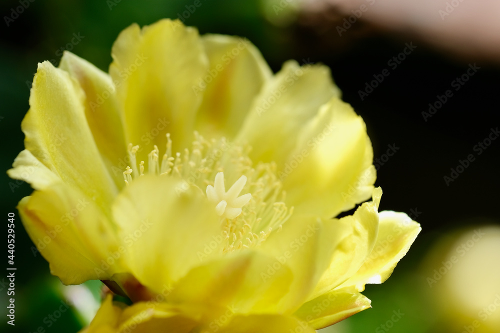 Fototapeta premium ウチワサボテンの花