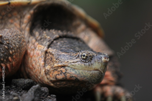 The common snapping turtle is a species of large freshwater turtle