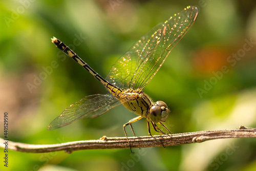 Close up of insect (Blue Ground Skimmer, Chalky Percher). Macro photography of dragonfly (Diplacodes trivialis) with beautiful wing hold on dry branche. Spring summer nature background.