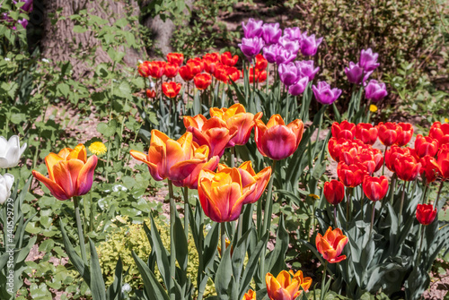 Tulip Cultivar (Tulipa hybrida) in park