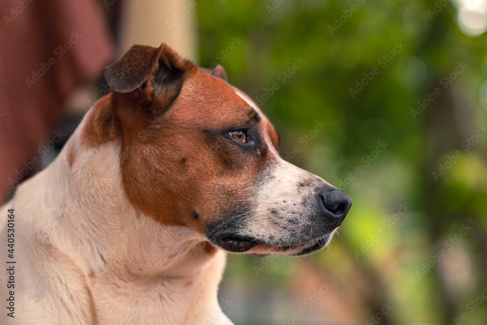 chocolate dog looking at the horizon