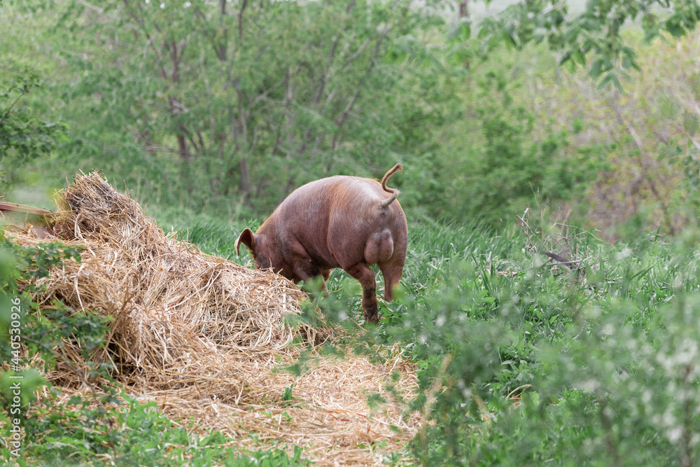 piglet with dark brown hair and curled pig tail in a cage eating grass on a pig pork farm piglet with dark brown hair and curled pig tail in a cage eating grass on a pig pork farm