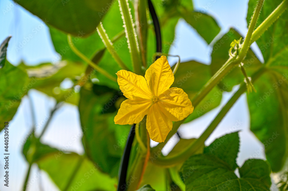 cucumber plant with yellow flower in greenhouse cucumber plant with yellow flower in greenhouse