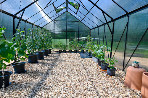 pots with tomato plants in big greenhouse photo