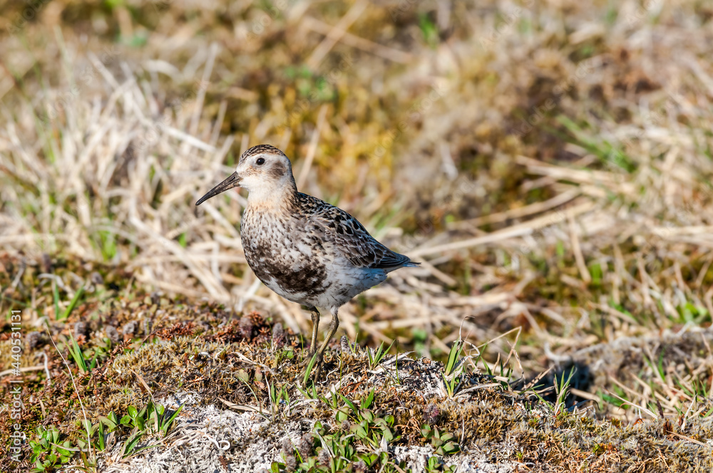 Rock Sandpiper (Calidris ptilocnemis) at St. George Island, Pribilof Islands, Alaska, USA Rock Sandpiper (Calidris ptilocnemis) at St. George Island, Pribilof Islands, Alaska, USA