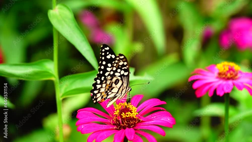 HD 1080p super slow Thai butterfly in pasture flowers Insect outdoor nature green backgound HD 1080p super slow Thai butterfly in pasture flowers Insect outdoor nature green backgound
