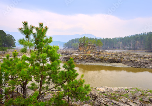 Manzherok rapids in the Altai Mountains. Pine trees on the rocky bank of the Katun River, green water, in the distance a coniferous forest under a blue sky. Nature of Siberia, Russia