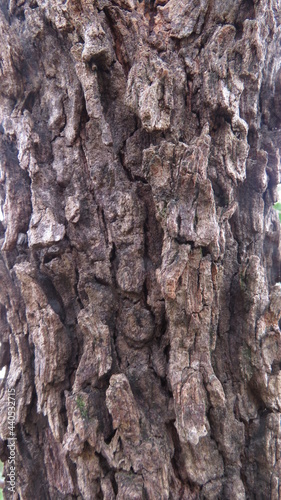 Blocky Bark Tamboti tree  (Spirostachys africana) iMfoloz Game Reserve