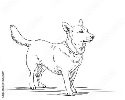 dog vector sketch