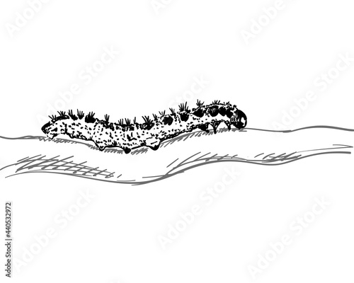 caterpillar drawing