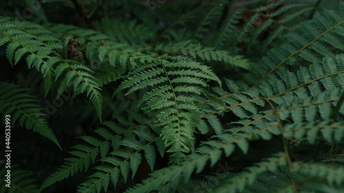 beautiful fern plant with small leaves  usually grows in tropical forests